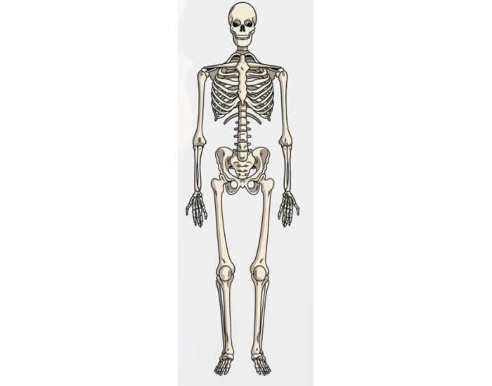 Free Bone Pattern VLC Bones — Printable Worksheet