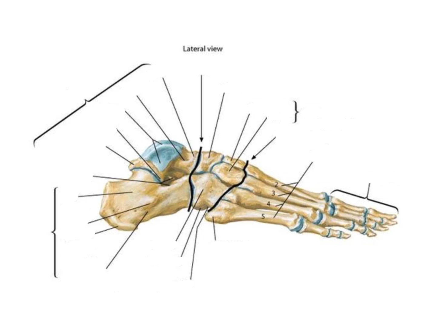 Foot View Skeletal anatomy of the foot (lateral view) — Printable Worksheet