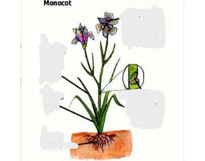 Monocot flower Quiz