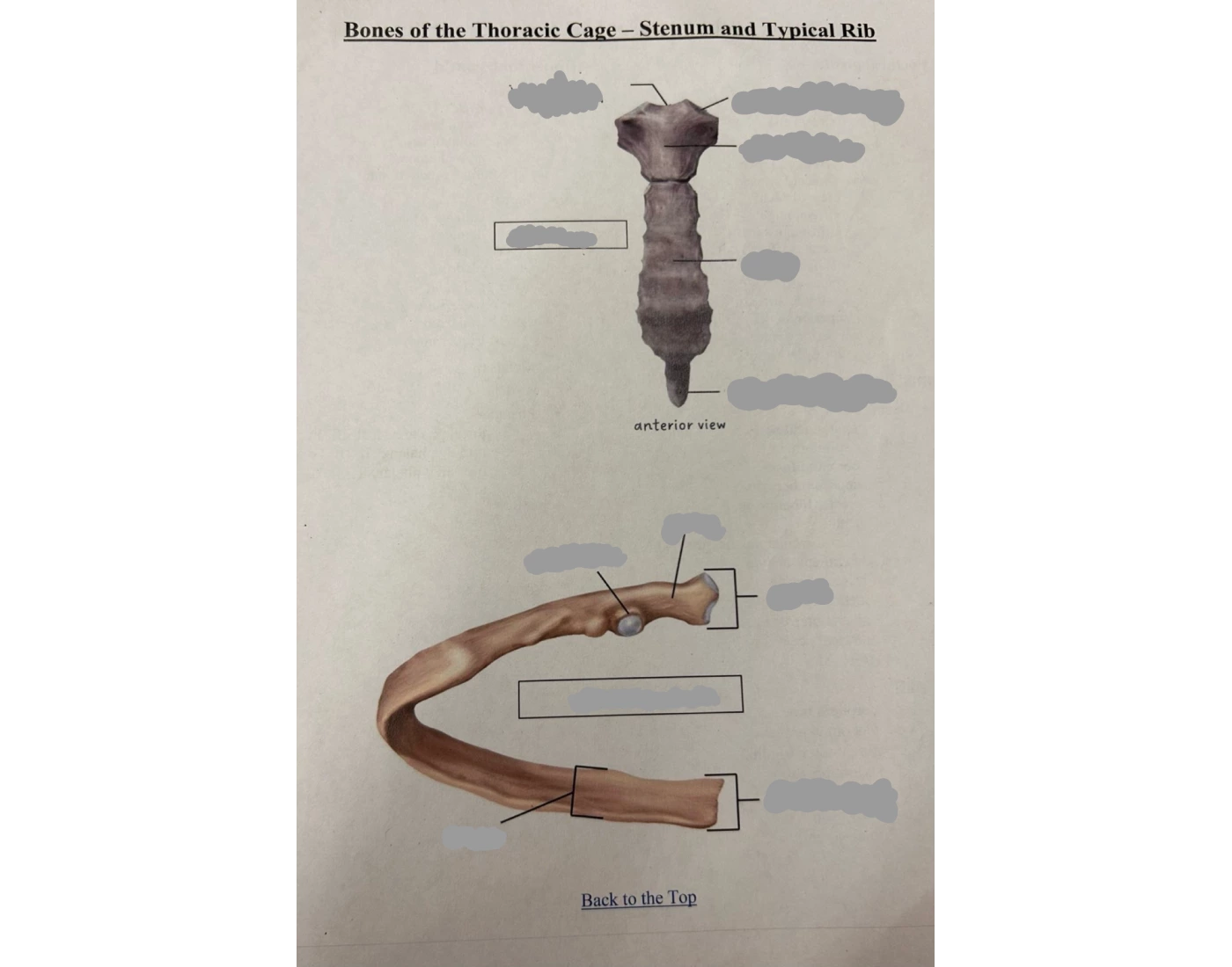 Bones of thoracic cage - sternum and typical rib — Printable Worksheet