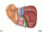 Fig. 14-3 liver amd gallbladder - inferior and posterior vie