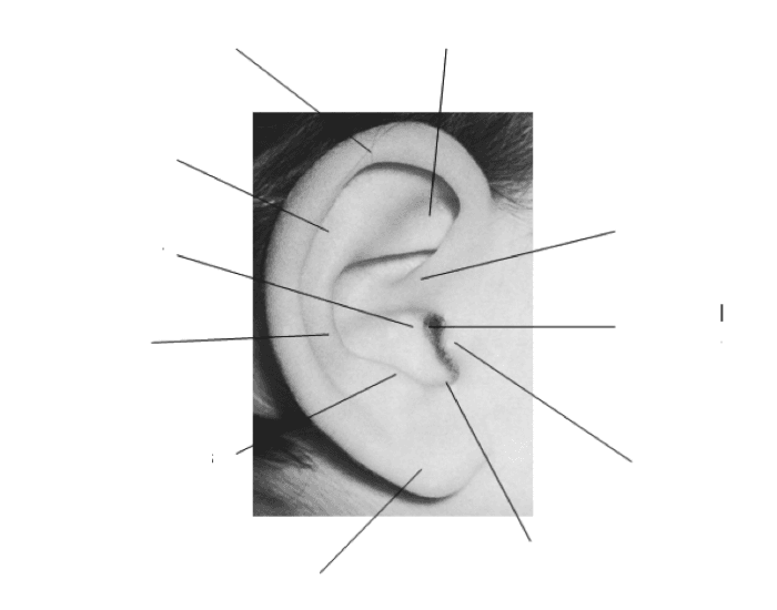 Structure of the Pinna Quiz