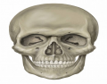Frontal Skull Labeling