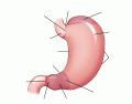 Fig. 14-22 stomach - opening, greater and lesser curvature ,