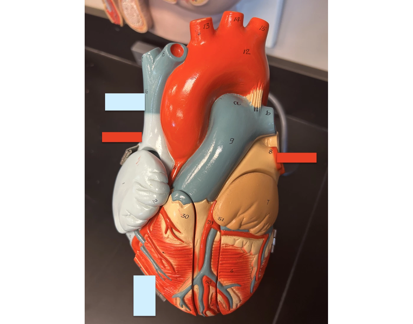 Heart Labeling pt 1 (AP 2 Lab) Quiz