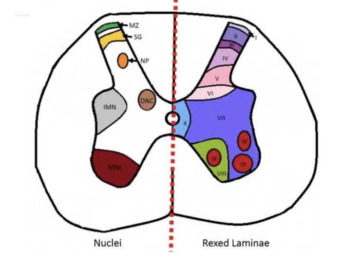 Rexed Laminae Function spinal cord nuclei and rexed laminae — Printable Worksheet