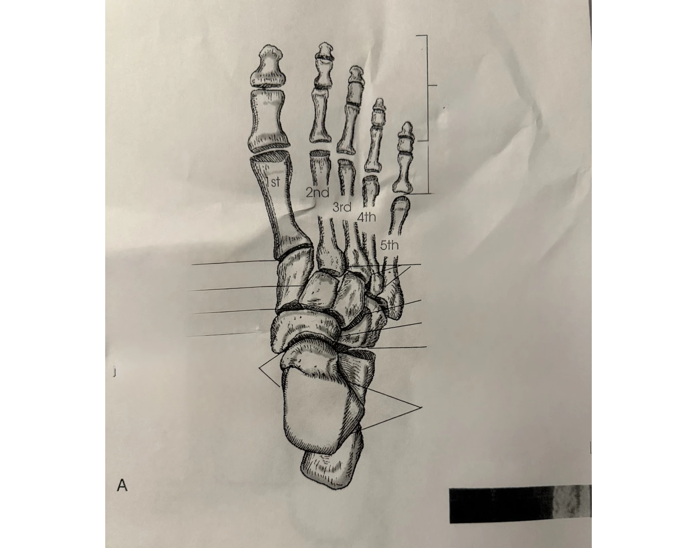 Foot Joint Rotation Labels Joints of the Foot Labeling — Printable Worksheet