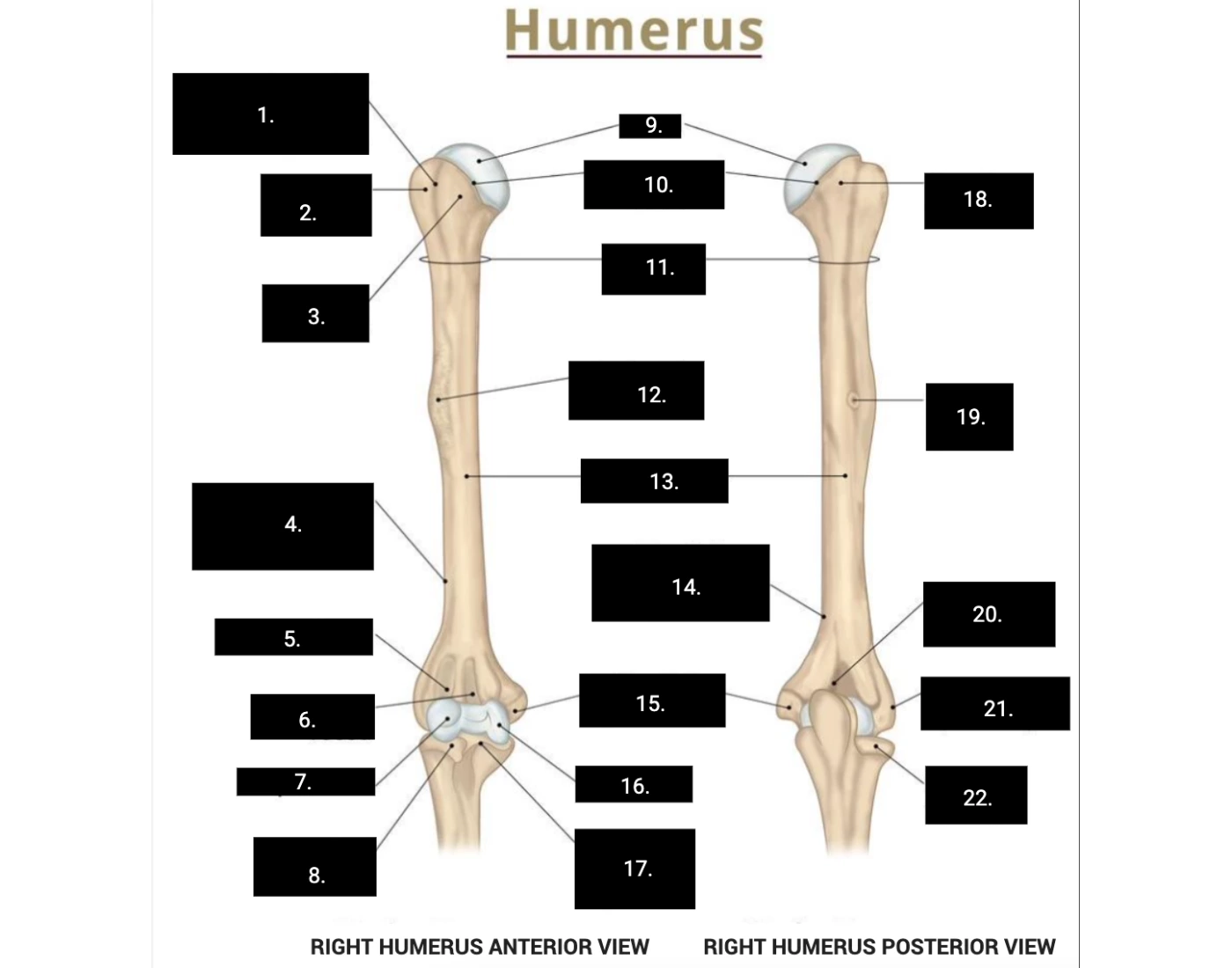 Left Humerus Label Anatomy Humerus Labeling Quiz