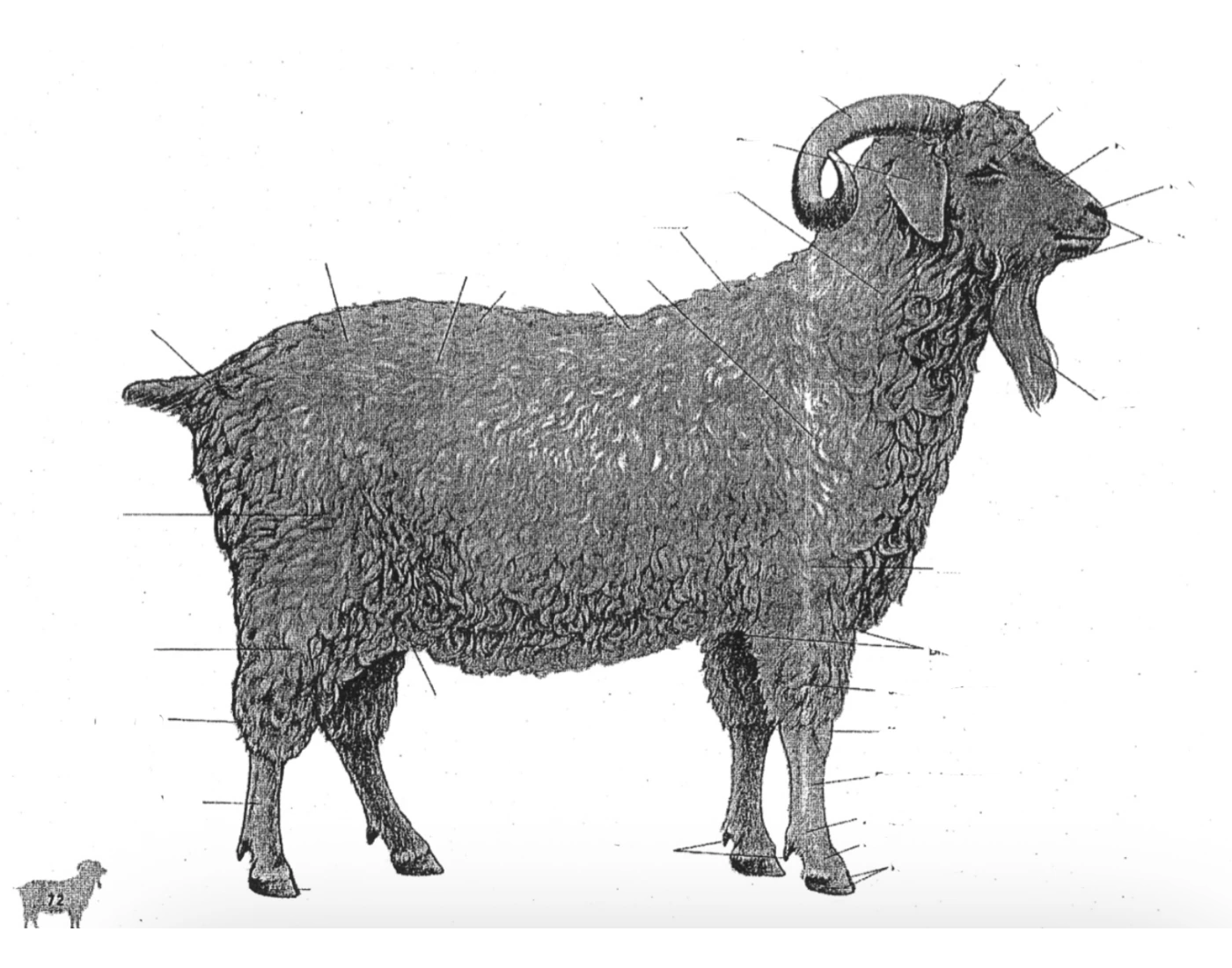 Dissected Goat Goat anatomy 2 Quiz