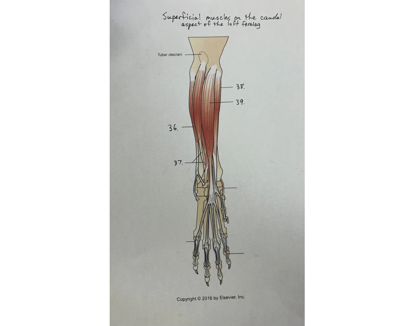 Superficial muscles, caudal aspect of left foreleg Quiz
