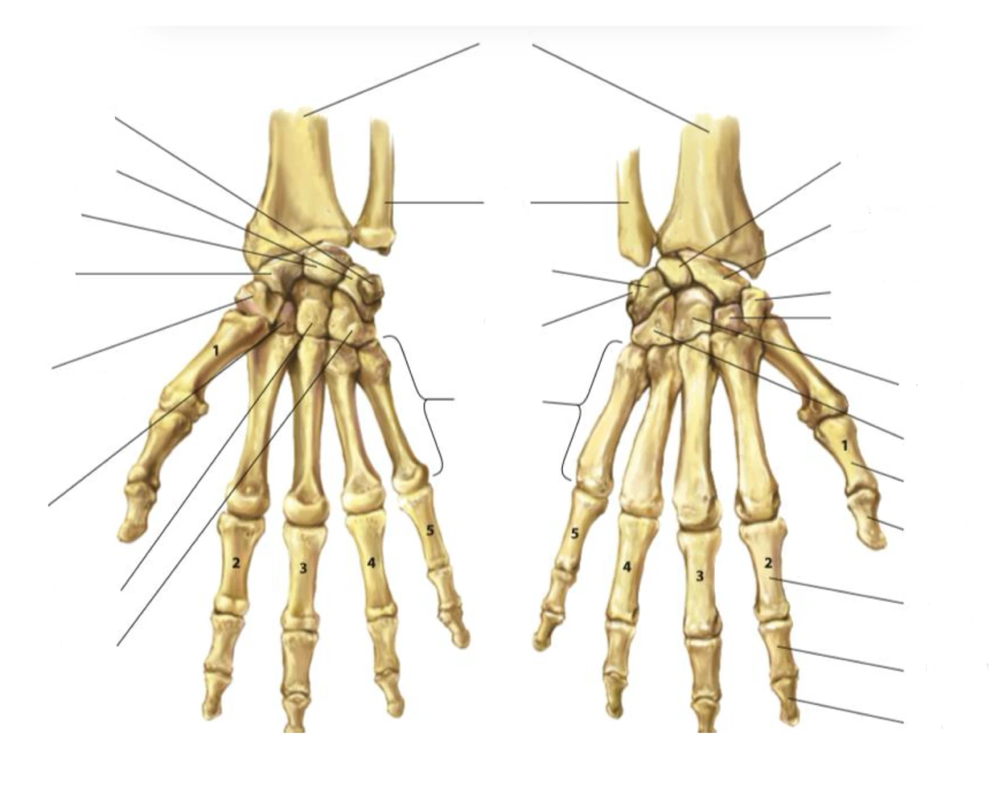Hand Bones — Printable Worksheet