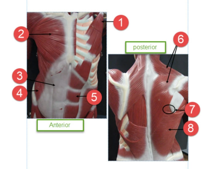 Lower Mid Section Middle section muscles Quiz