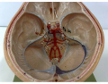 Neuroanatomia: Seios dura-máter, vasos e nervos cranianos