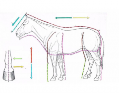 Directional Terms of the Horse