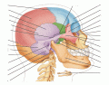 Cranial Bones - Lateral View