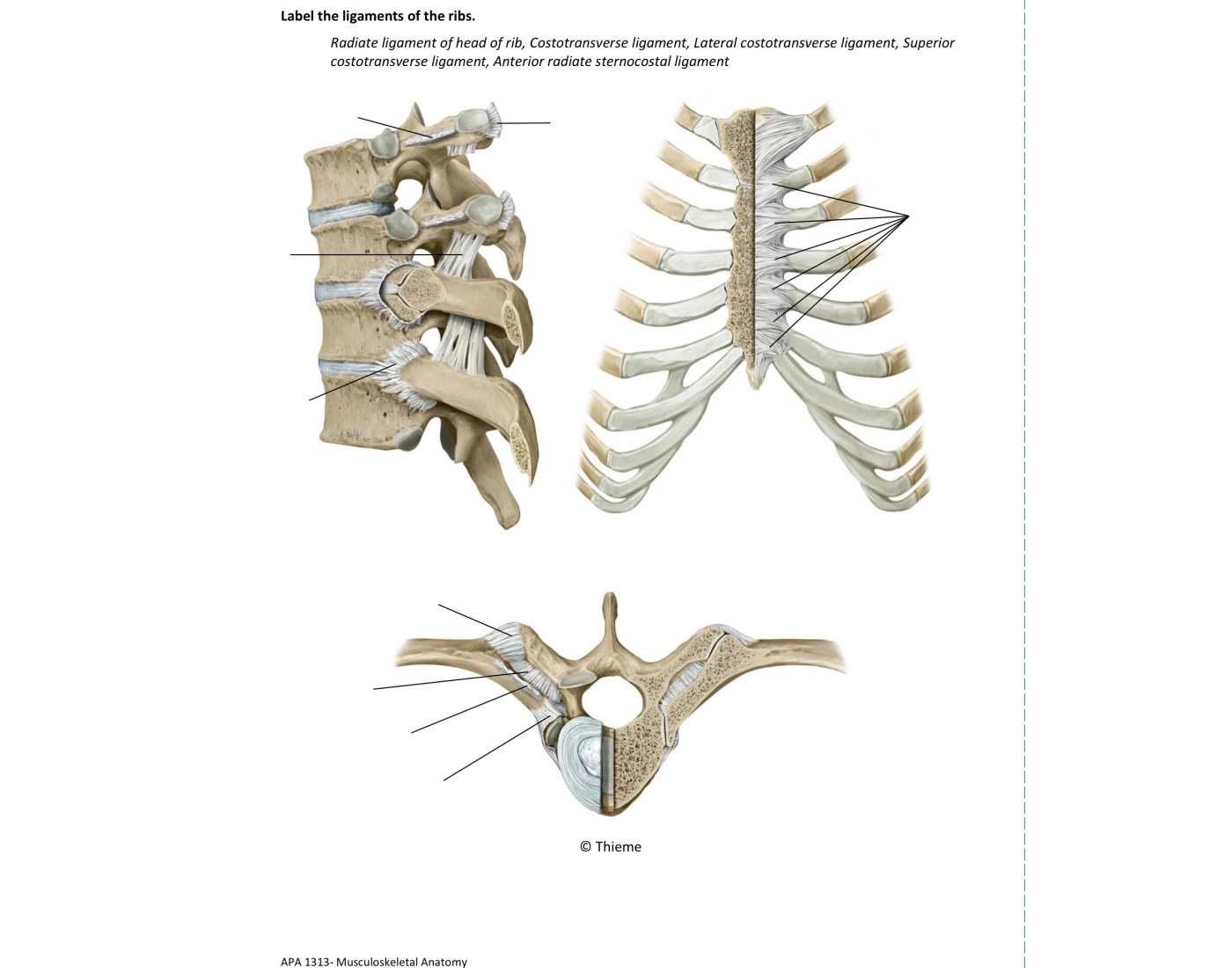 Ligaments of Ribs — Printable Worksheet