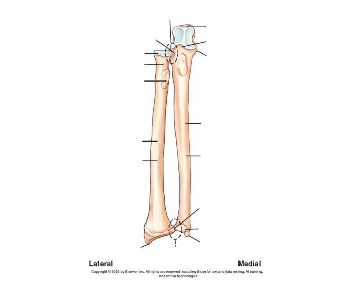 Right radius and ulna (anterior view) — Printable Worksheet
