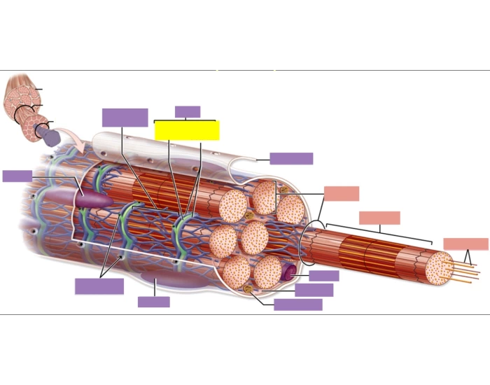 Parts of Skeletal Muscle Cell (fiber) — Printable Worksheet