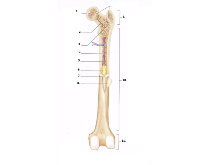 Bone Structure Labeling — Printable Worksheet