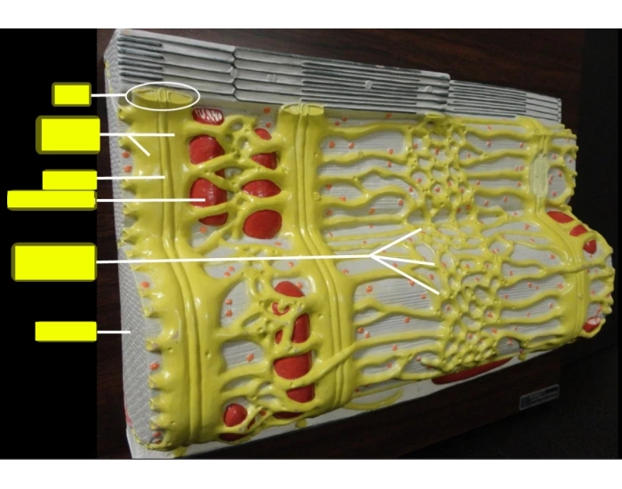 Muscle Cell (fiber) Quiz