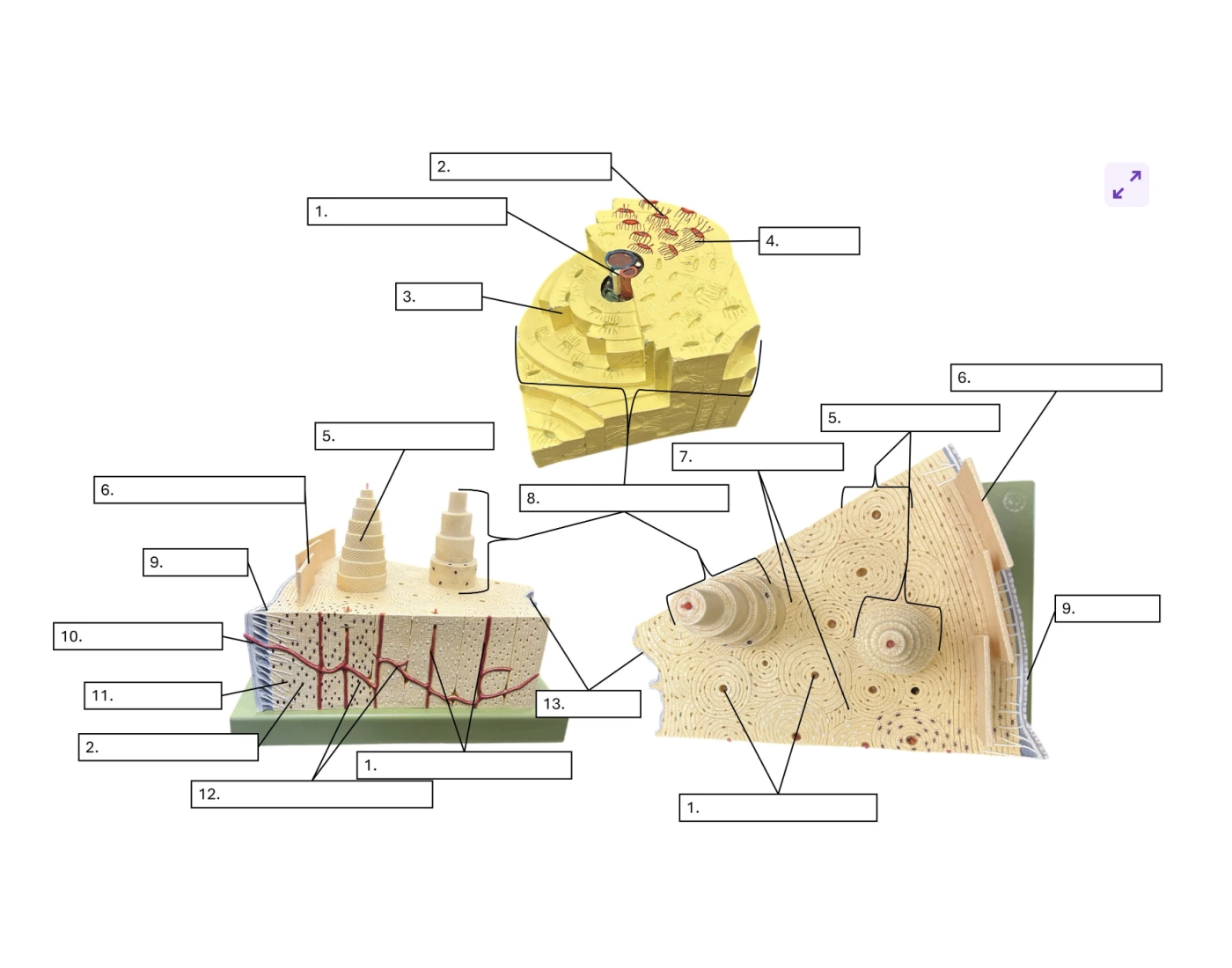 Bone Anatomy Quiz