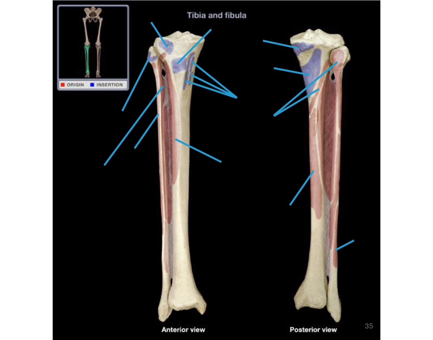 Tibia and Fibia Appendicular Muscles Quiz