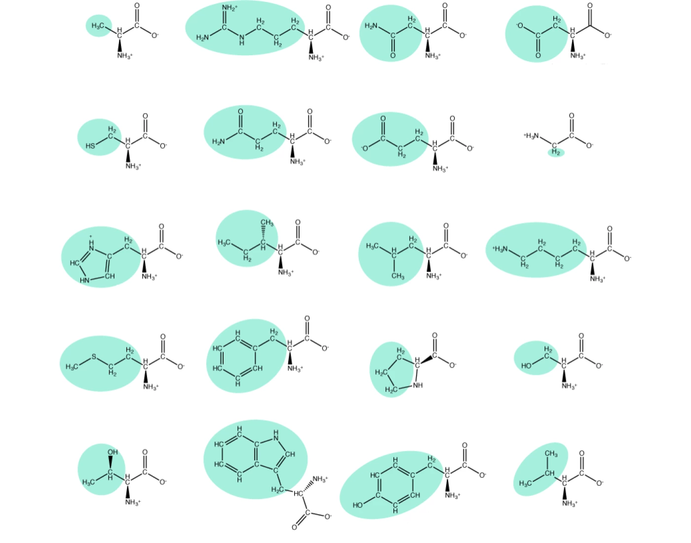 20 Kinds R Group Amino Acid R Groups Quiz
