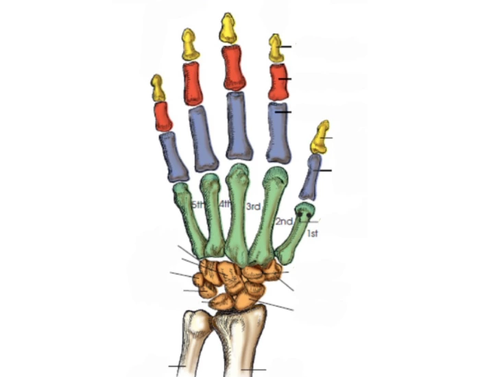 Hand/finger anatomy labeling Quiz