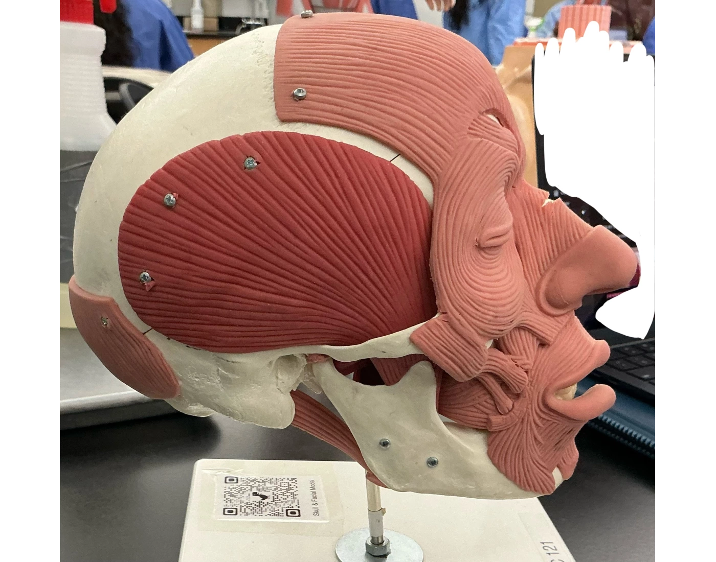 Lymph System Worksheet Facial Muscle (lateral) — Printable Worksheet