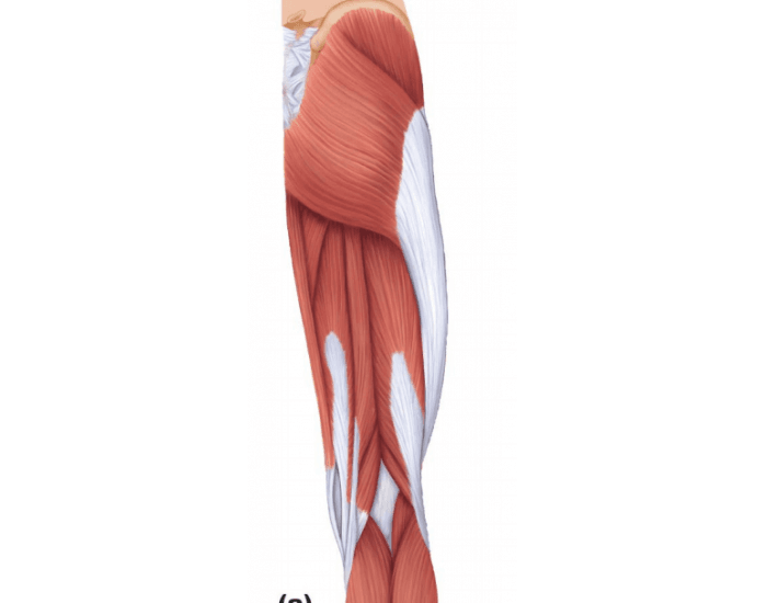 Hamstring Rear View Superficial view of hamstring muscles Quiz