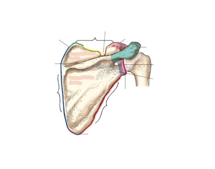 Posterior Shoulder Girdle Quiz