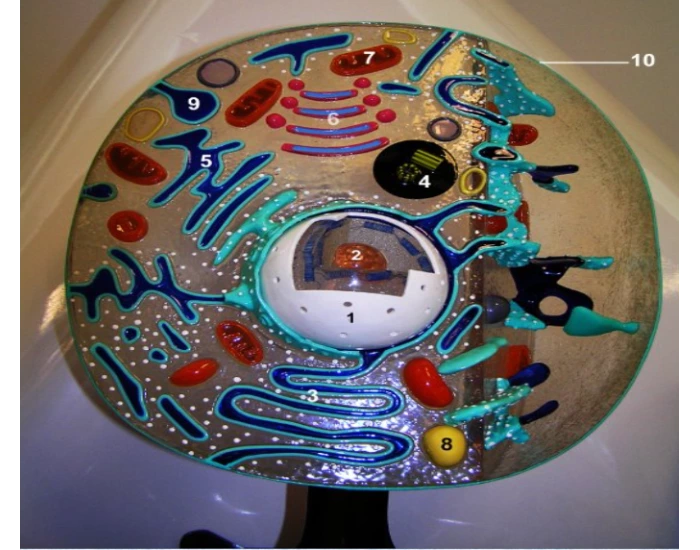 Cell Model 2 Cell Model #2 Quiz