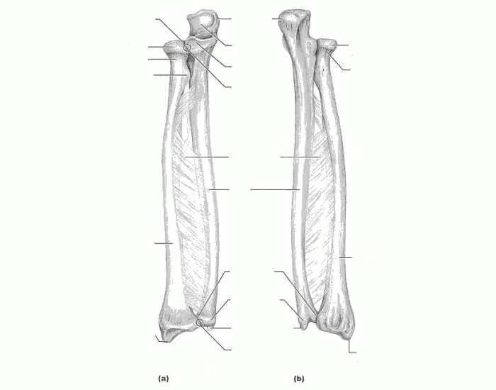bony landmarks on ulna and radius Quiz