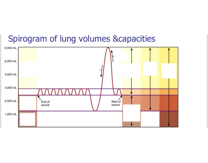spirogram of lung volumes and capacities Quiz
