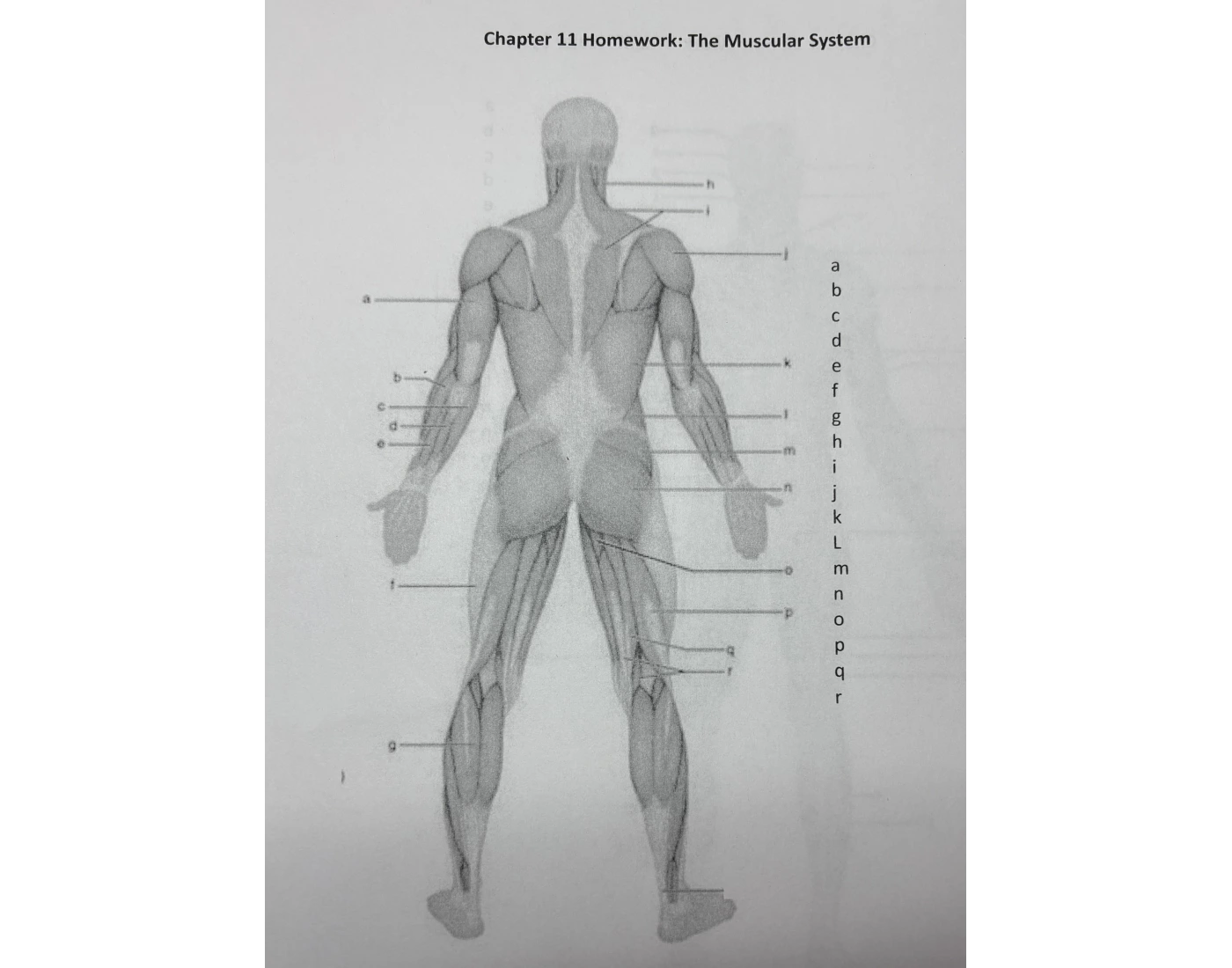 MUSCULAR SYSTEM LABELING POSTERIOR Quiz
