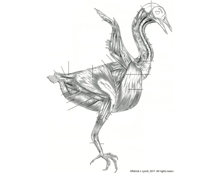 Bird Raptor Muscle Muscles of Bird — Printable Worksheet