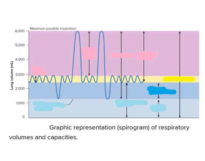 Overlapping Spirogram Chart BSC 2086 L- Spirogram graph Quiz