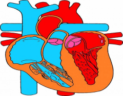 ANATOMIA INTERNA DO CORAÇÃO Quiz