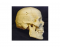 Skull Lateral Bones