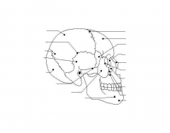 NVQ 2 Beauty Label Skull and Face