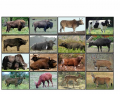 Bovinae (Cattles, Buffaloes and other Ungulates)