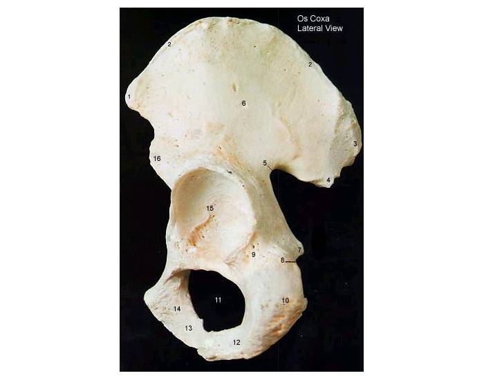 Osso do Quadril - Anatomia Quiz