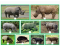 Rhinoceroses and Tapirs