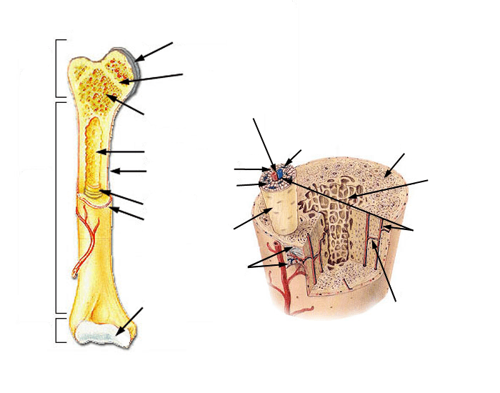 Bone Anatomy Quiz