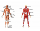 Anatomical Terms of Location