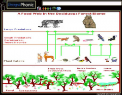 Food Web in the deciduous forest biome
