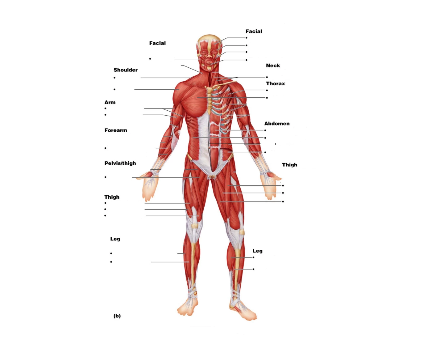 8 Bit Muscle Front Muscles Quiz