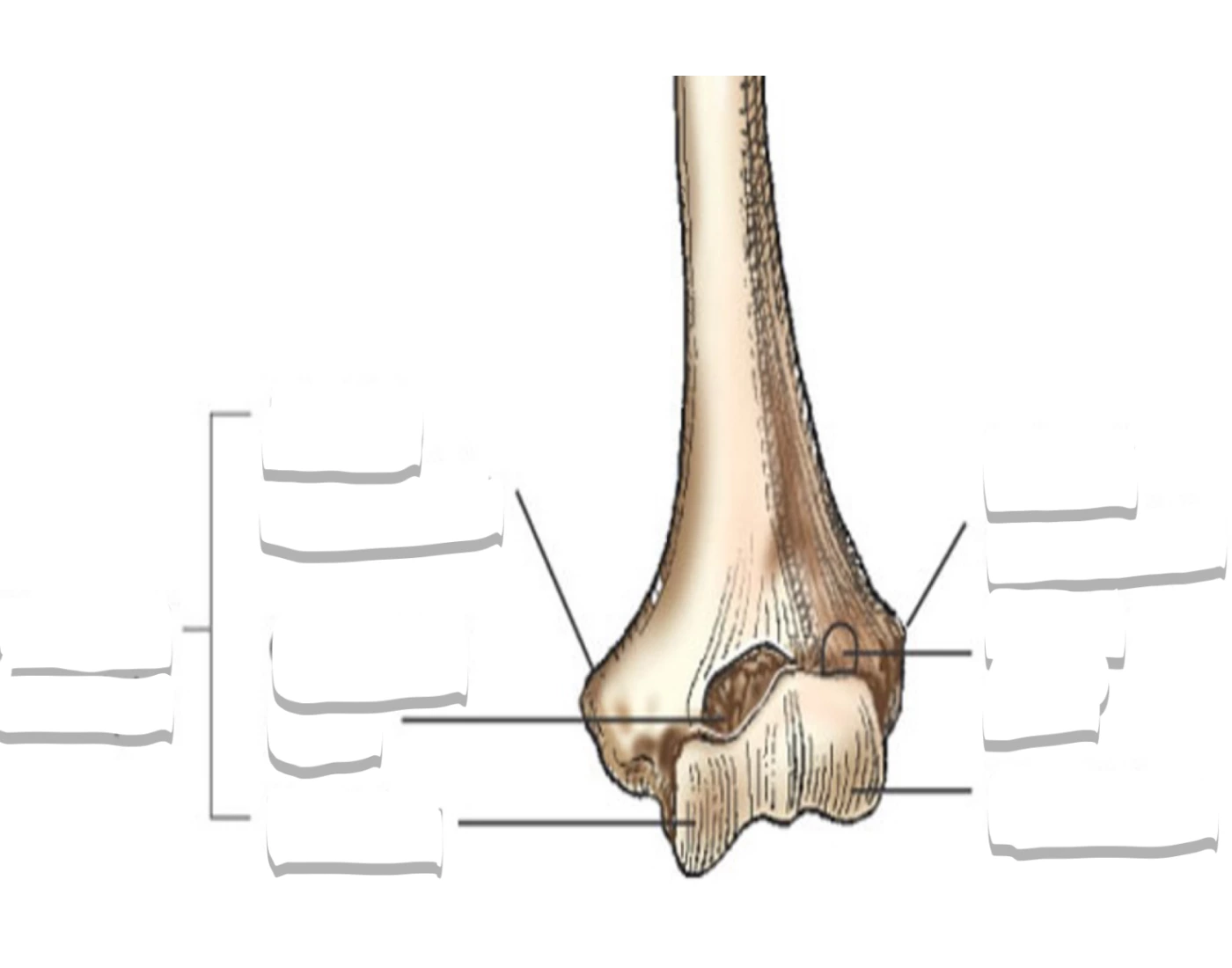 Distal humerus anatomy — Printable Worksheet