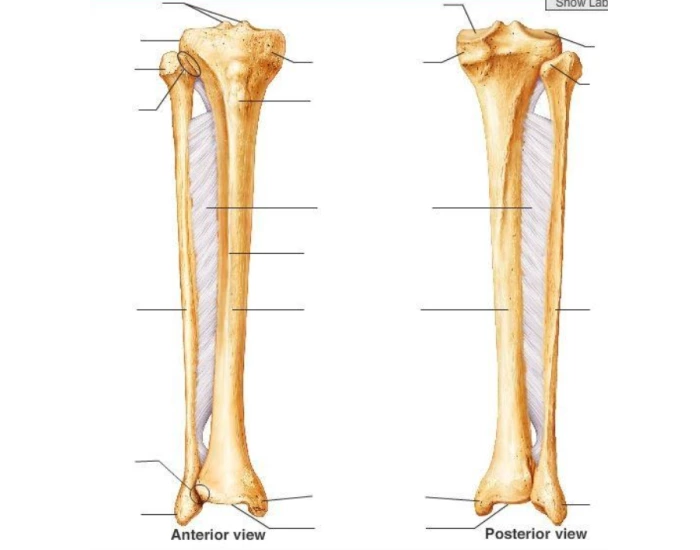 right anterior fibula and tibia — Printable Worksheet