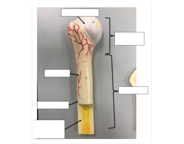 Bone Sample Labels Bone label - simple Quiz